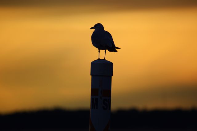 Serene silhouette of a seagull perched on a poll against a vibrant orange sunset sky. Ideal for use in nature-themed projects, tranquil atmosphere illustrations, wildlife conservation campaigns, and travel advertisements.