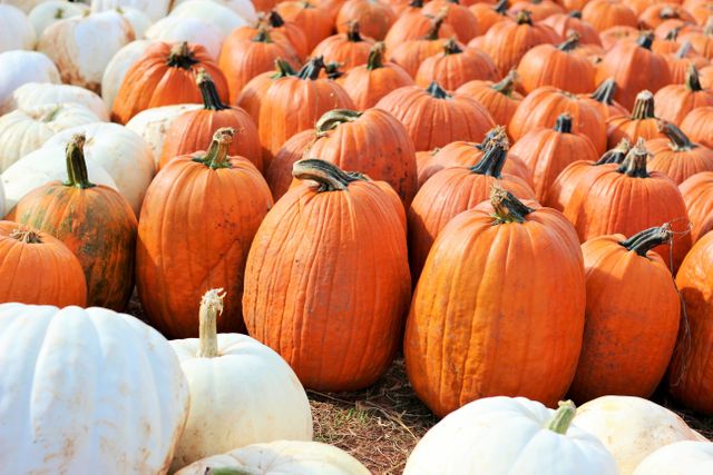 This image shows a bountiful pumpkin patch with both orange and white pumpkins arranged together. The vibrant colors and plentiful portrait make this perfect for use in fall or Halloween-related designs, advertisements for seasonal events, or agriculture and farming articles about harvest time.