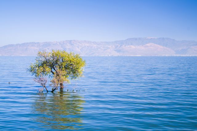 Isolated tree standing in calm lake with mountains in background, clear blue sky. Ideal for depicting concepts of serenity, tranquility, natural beauty, and minimalism. Suitable for nature-themed websites, environmental awareness campaigns, and relaxation posters.