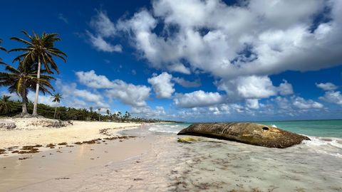 Tranquil Beach with Tropical Palm Trees and Clear Blue Sky