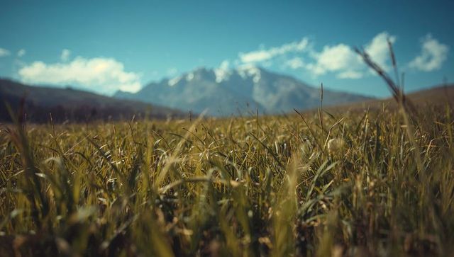 Alpine meadow grass swaying with snow-capped mountain backdrop under vivid blue sky