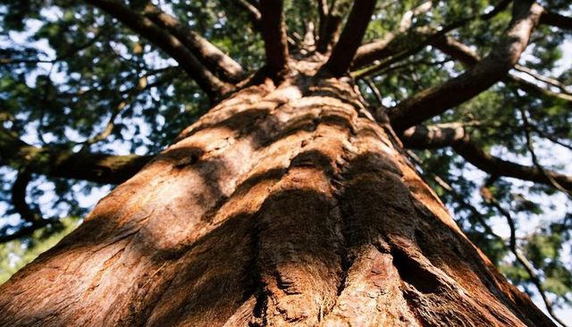 Towering redwood trunk low-angle close-up with textured bark and dappled sunlight