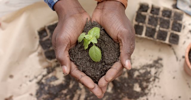 Hands Holding Seedling With Soil in Gardening Concept - Download Free Stock Images Pikwizard.com