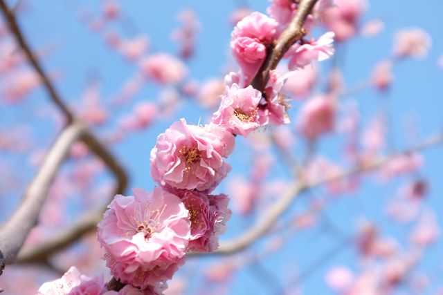 Flower Almond Blossom - Download Free Stock Photos Pikwizard.com