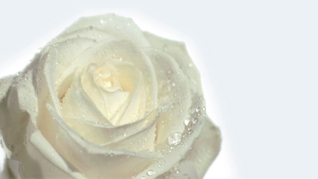 Close-up of a white rose covered with water droplets, captured in slow motion against a white background. This depiction of delicate beauty and freshness evokes purity and tranquility. Perfect for background images, floral art projects, greeting cards, beauty product marketing, and meditation aids.