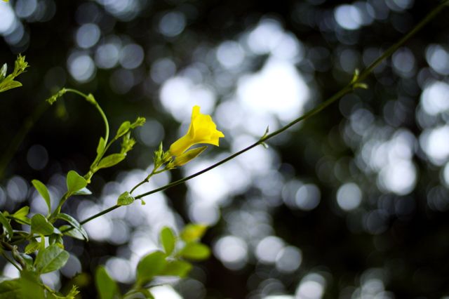 Yelow Flower Blooming on Vine with Bokeh Background - Download Free Stock Photos Pikwizard.com