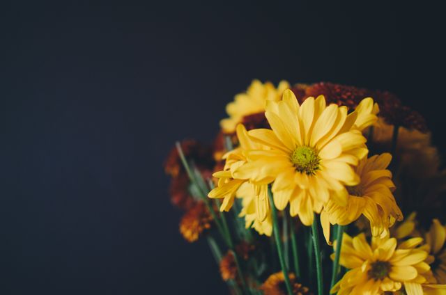 A vibrant bouquet of yellow daisies contrasting a dark background. Useful for floral-themed designs, nature visuals, or promotional material for flower shops. The close-up detail showcases the intricate patterns of the petals, ideal for greeting cards, posters, or social media posts celebrating spring or special occasions.