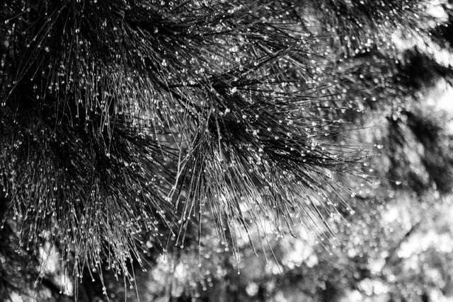 Detailed close-up of pine tree branches covered in morning dew. Suitable for nature-themed projects, environmental campaigns, or creating peaceful outdoor scenic visuals. Ideal for use in blogs, websites, or backgrounds for inspirational quotes about nature and tranquility.