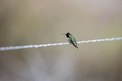 Solitary Hummingbird Resting on Wire