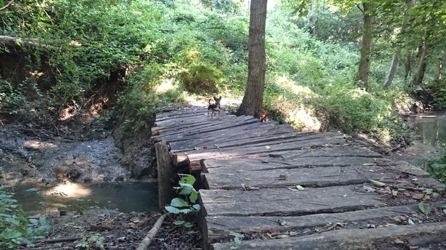 Old wooden bridge crossing a small stream in a dense green forest on a sunny day. A small dog is exploring the bridge, creating a sense of adventure. Ideal for use in topics related to nature, outdoors, hiking, tranquility, and adventure.