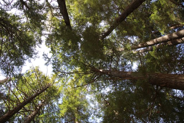 Image showing canopy of tall pine trees viewed from below, with sunlight filtering through green foliage. Useful for conveying themes of nature, tranquility, growth, or environmental conservation. Suitable for nature blogs, environmental campaigns, or outdoor activity promotions.