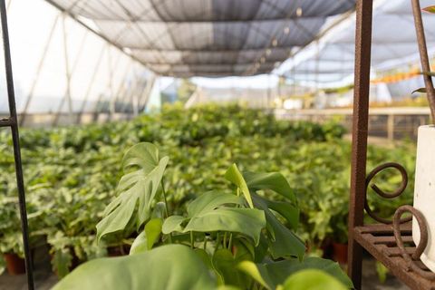 Monstera leaves filling shaded greenhouse nursery with rust shelf and white ceramic pot