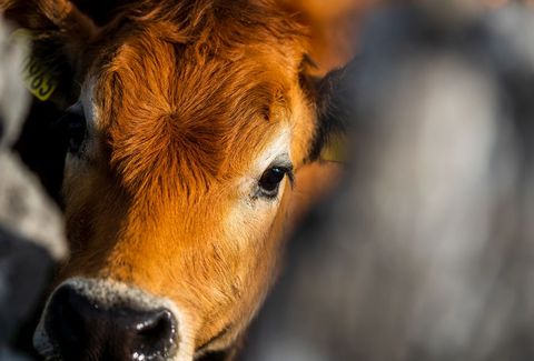 Curious brown calf gazing through fence, soft eye contact farm animal close-up