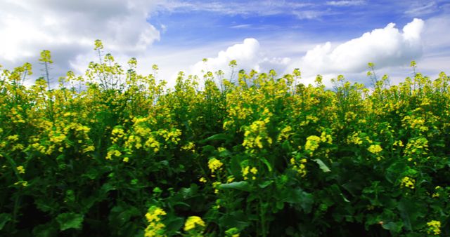 Vibrant Canola Field Under Majestic Blue Sky with White Clouds - Download Free Stock Images Pikwizard.com