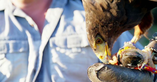 This image depicts a falconer handling a bird of prey, showcasing the close relationship between the handler and the bird during a demonstration. The details of the glove and the bird highlight the intricacies of falconry equipment and the care involved in wildlife training. Suitable for use in articles about falconry, nature conservation, wildlife training, and outdoor hobbies.