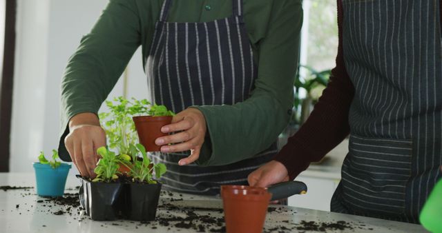Image of diverse couple planting and watering houseplants. lifestyle, taking care of plant and spending time together concept.