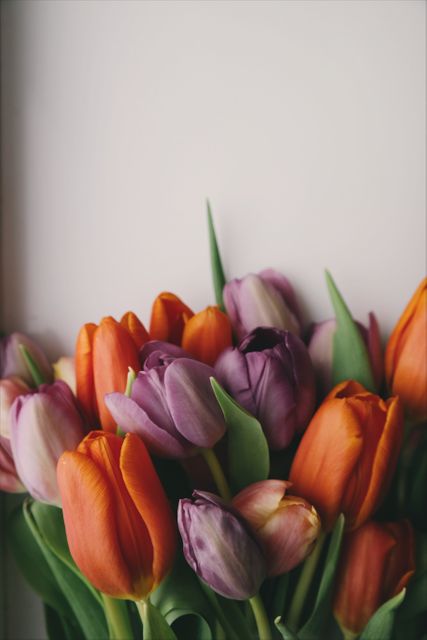 Beautiful bouquet of orange and purple tulips placed against a light, neutral background. Perfect for use in spring-themed projects, home decor ideas, floral arrangement tutorials, and promotional materials for florists. Ideal for Mother's Day, Easter cards, and nature appreciation concepts.