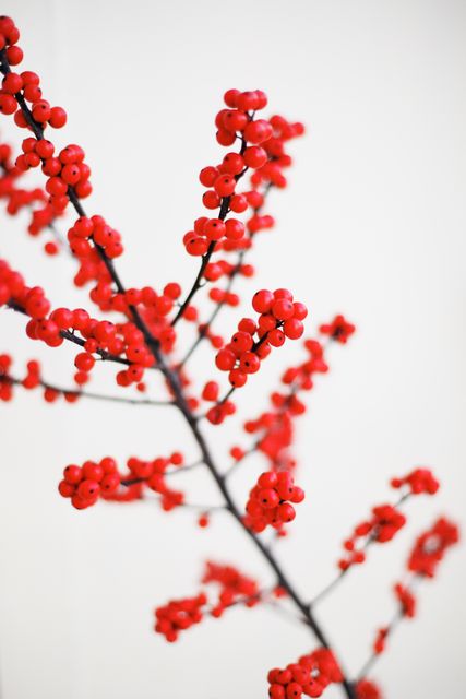 Bright red winter berries on branch. Perfect for holiday decorations, nature-inspired designs, and seasonal themes like Christmas or Autumn.