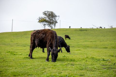 Black angus cattle grazing on lush green pasture with rolling hills and overcast sky