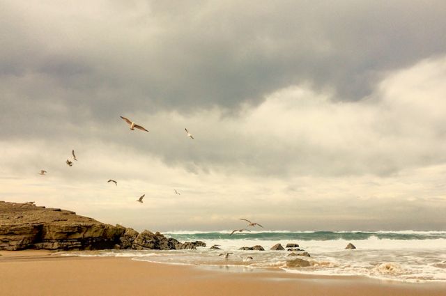 Seagulls Flying Over Rocky Coastline on Cloudy Day - Download Free Stock Photos Pikwizard.com