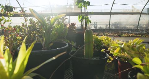 Sunlit greenhouse with cactus and foliage in plastic pots