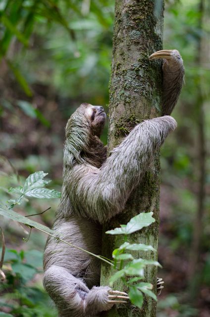 Three-toed sloth slowly climbs tree amidst lush green vegetation in tropical rainforest. Ideal for use in content related to wildlife, nature, tropical environments, conservation efforts, and jungle habitats. Perfect for educational materials, documentaries, and eco-tourism promotions.