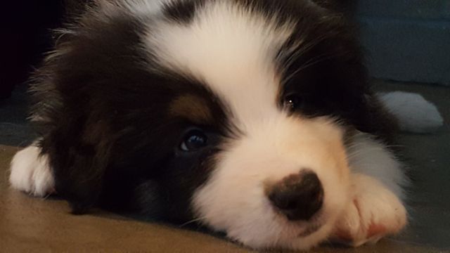 Fluffy black and white puppy laying contently on the floor, gazing upwards with curiosity. Ideal for pet-related products, social media content, advertisements for pet services, or heartwarming greeting cards.