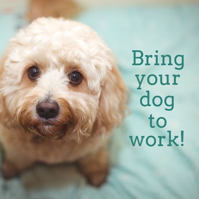 Portrait of cute dog at home by bring your dog to work text. digital composite, loyalty and animal concept.