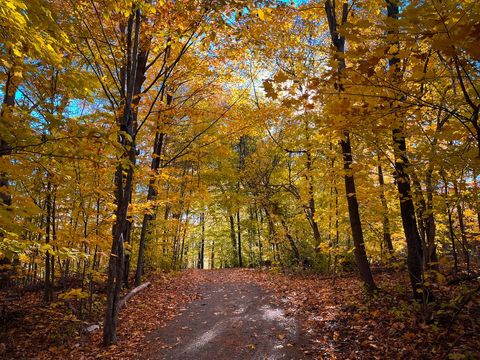 Serene Autumn Forest Path with Vibrant Foliage and Blue Sky