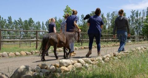 Veterinary team walking with horses by farm