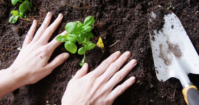 Caucasian hands are shown planting a basil seedling in soil, with a gardening trowel to the side, with copy space. Gardening promotes sustainability and provides a sense of accomplishment through nurturing plant growth.