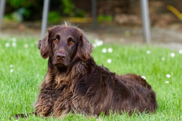 Beautiful Chocolate Long-Haired Dog Relaxing on Grass Lawn - Download Free Stock Photos Pikwizard.com