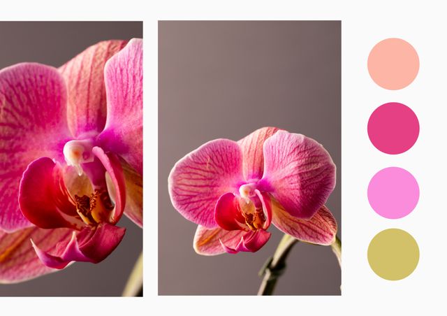 Pair of Pink Orchids Against a Neutral Background with Color Palette - Download Free Stock Videos Pikwizard.com