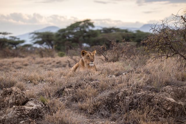 Lioness lying down in dry savannah surrounded by wild bushes and distant vegetation, perfect for use in wildlife documentaries, nature-themed websites, safari promotions, and educational materials on African wildlife.