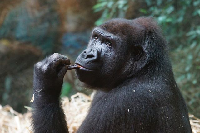 Gorilla is chewing on a stick in a forest habitat, showcasing natural behavior in the wild. Ideal for use in articles about wildlife, conservation, nature documentaries, educational materials, and promoting animal awareness.
