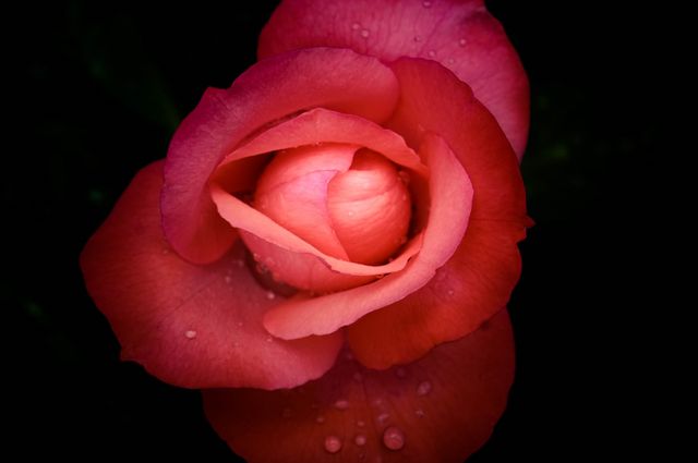 This close-up of a red rose with dew drops on its petals highlights the delicate beauty and vibrant colors of this bloom. Ideal for use in floral arrangements, romantic themes, Valentine's Day designs, natural beauty promotions, or as a striking wall art. It evokes a sense of romance, elegance, and natural splendor.