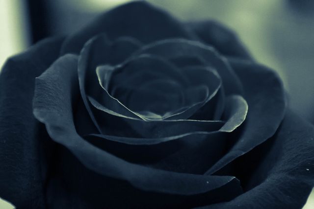 Close-up of Elegant Black Rose in Dim Light - Download Free Stock Photos Pikwizard.com