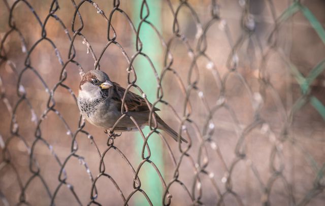 Sparrow is perching on the chain-link fence amidst a blurred natural outdoor background. Ideal for use in nature-related content, environmental education materials, bird-watching publications, or designs emphasizing natural habitats and small wildlife. Suitable for articles or presentations on bird behavior and ecology, outdoor themes, or urban wildlife coexistence.