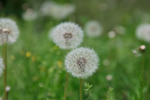 Close-up of dandelion seeds showing delicate patterns against a vibrant green field. Ideal for nature-related projects, botanical studies, relaxation and wellness themes, and spring or summer season promotions.