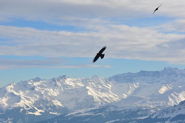 Black crows flying above snow-covered mountain peaks with blue sky and clouds in the background. Perfect for nature and wilderness themed projects, travel blogs, winter adventure promotions, and inspirational wallpapers showcasing the beauty of the great outdoors.
