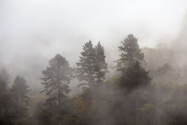 Image captures misty forest with tall pine trees blanketed by dense fog. Ideal for use in environmental articles, nature blogs, wallpapers, and travel brochures. Convey a sense of serenity and calm with this natural scenery. Perfect for themes related to tranquility, wildlife habitats, and scenic beauty.