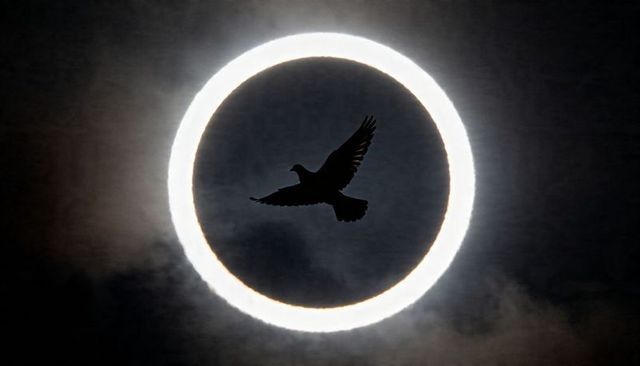 Soaring dove silhouette crossing glowing annular solar eclipse ring over moody sky