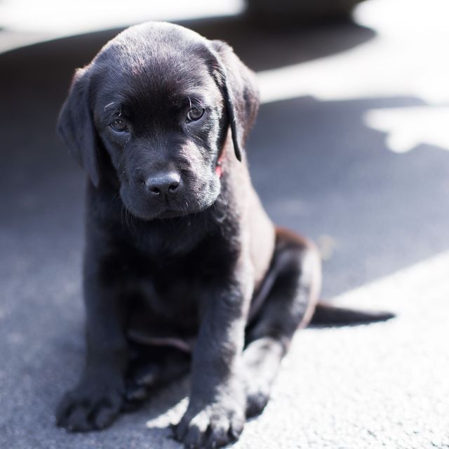 A young, adorable black Labrador puppy sits on pavement under sunlight. This image is great for use in pet care promotions, puppy adoption advertisements, dog training guides, and social media content focused on pets and animals.