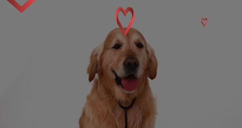 Golden Retriever Surrounded by Loving Heart Graphics - Download Free Stock Images Pikwizard.com