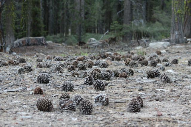 This image showcases numerous pine cones scattered across the forest ground, suggesting an early fall season. Ideal for nature-themed projects, educational materials on forestry, or as a serene background for autumn promotions and campaigns.