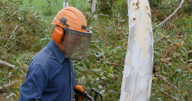 Forester Wearing Safety Gear Cutting Eucalyptus Tree - Download Free Stock Images Pikwizard.com