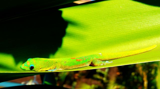 A photo of a green gecko resting on a large, green leaf in bright sunlight. The vibrant colors and tropical setting make it perfect for use in nature or wildlife projects, educational materials about reptiles, or themed decor for exotic environments.