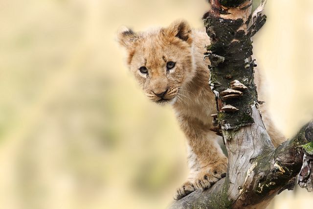 Baby lion curiously perched on tree branch in natural environment, ideal for illustrating wildlife behavior, educational material, or blogs focused on nature and animal life.