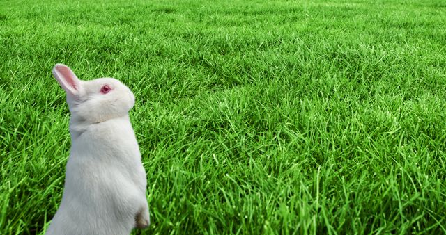 White rabbit on green fresh grassy field. Unaltered, world animal day, environmental conservation, pet and animal, cuteness, nature.