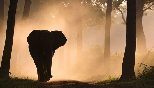 Solitary elephant walking through misty forest with golden sunlight piercing tree canopy